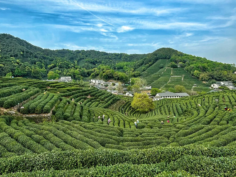 Longjing Tea Village