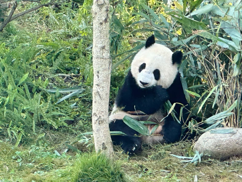 Chengdu Research Base of Giant Panda Breeding